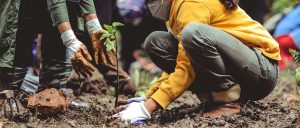 People planting tree